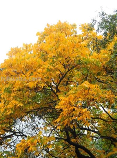 树叶为什么会变彩色？秋天的色彩“奥秘”都藏在这里 - 图画吧TUHUABA