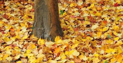 树叶为什么会变彩色？秋天的色彩“奥秘”都藏在这里 - 图画吧TUHUABA