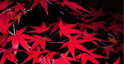 树叶为什么会变彩色？秋天的色彩“奥秘”都藏在这里 - 图画吧TUHUABA