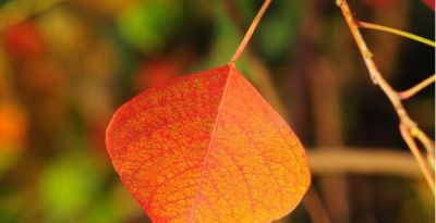 树叶为什么会变彩色？秋天的色彩“奥秘”都藏在这里 - 图画吧TUHUABA