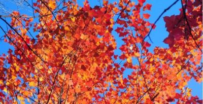 树叶为什么会变彩色？秋天的色彩“奥秘”都藏在这里 - 图画吧TUHUABA