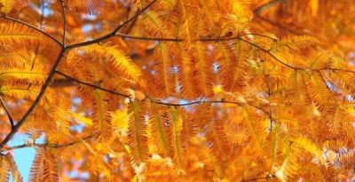 树叶为什么会变彩色？秋天的色彩“奥秘”都藏在这里 - 图画吧TUHUABA