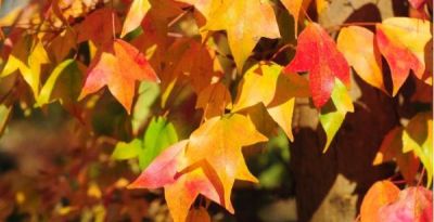 树叶为什么会变彩色？秋天的色彩“奥秘”都藏在这里 - 图画吧TUHUABA