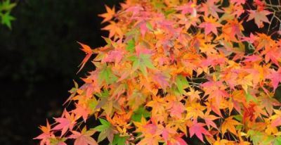 树叶为什么会变彩色？秋天的色彩“奥秘”都藏在这里 - 图画吧TUHUABA