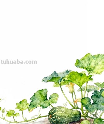 水彩画｜南瓜 - 图画吧TUHUABA
