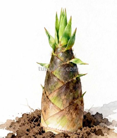 水彩画｜竹笋 - 图画吧TUHUABA