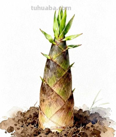 水彩画｜竹笋 - 今日头条