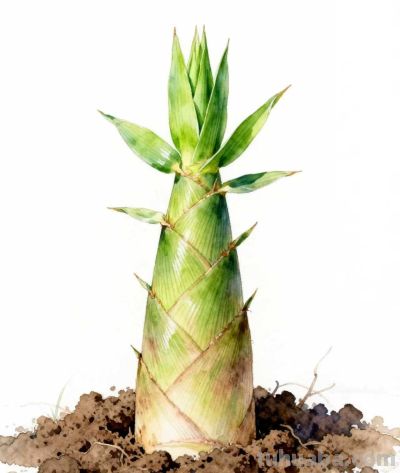 水彩画｜竹笋 - 图画吧TUHUABA