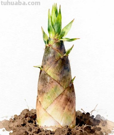 水彩画｜竹笋 - 图画吧TUHUABA