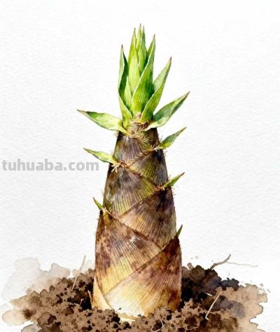 水彩画｜竹笋 - 图画吧TUHUABA