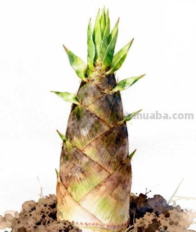 水彩画｜竹笋 - 图画吧TUHUABA