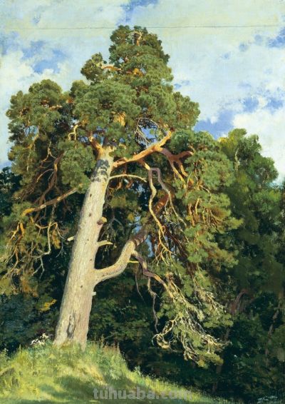 经典名画录 希什金 油画作品 - 图画吧TUHUABA