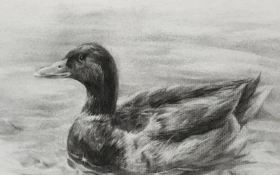 细腻温和的笔触，笔笔拿捏到位，韩国素描作品欣赏 - 图画吧TUHUABA