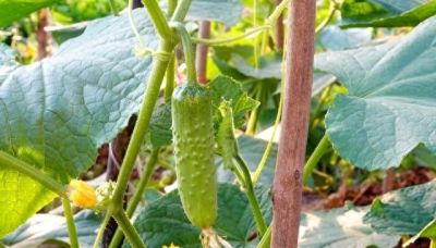 在家种黄瓜超简单！从播种到采牧，新手也能吃不完 - 今日头条