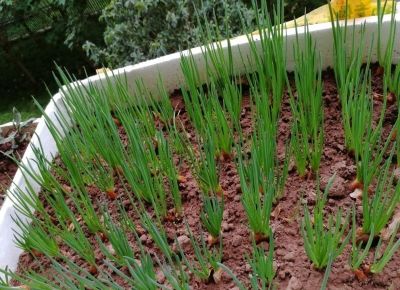 阳台种菜新手必看：这几种蔬菜好养又高产，乡村生活触手可及 - 图画吧TUHUABA