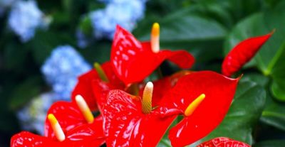 6种植物，一年四季都开花，适合家庭种植，看看你认识它们吗？ - 图画吧TUHUABA