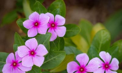 6种植物，一年四季都开花，适合家庭种植，看看你认识它们吗？ - 图画吧TUHUABA