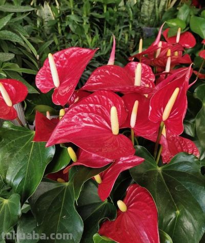 6种植物，一年四季都开花，适合家庭种植，看看你认识它们吗？ - 图画吧TUHUABA