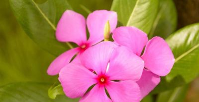 6种植物，一年四季都开花，适合家庭种植，看看你认识它们吗？ - 图画吧TUHUABA