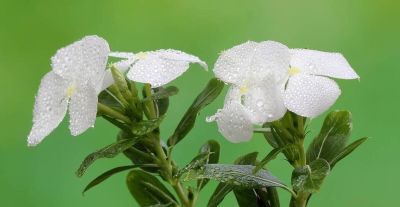 6种植物，一年四季都开花，适合家庭种植，看看你认识它们吗？ - 图画吧TUHUABA