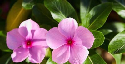 6种植物，一年四季都开花，适合家庭种植，看看你认识它们吗？ - 图画吧TUHUABA