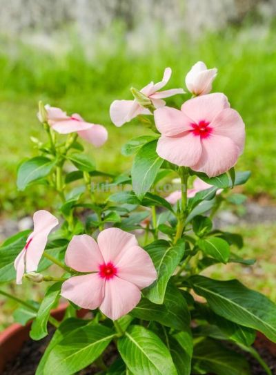 6种植物，一年四季都开花，适合家庭种植，看看你认识它们吗？ - 图画吧TUHUABA