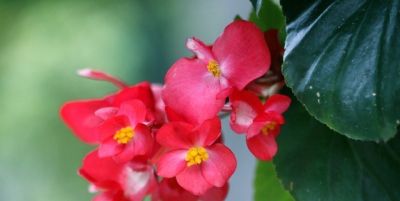 6种植物，一年四季都开花，适合家庭种植，看看你认识它们吗？ - 图画吧TUHUABA