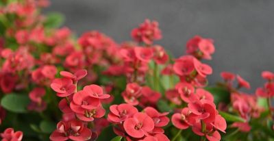 6种植物，一年四季都开花，适合家庭种植，看看你认识它们吗？ - 图画吧TUHUABA