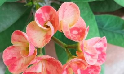 6种植物，一年四季都开花，适合家庭种植，看看你认识它们吗？ - 图画吧TUHUABA