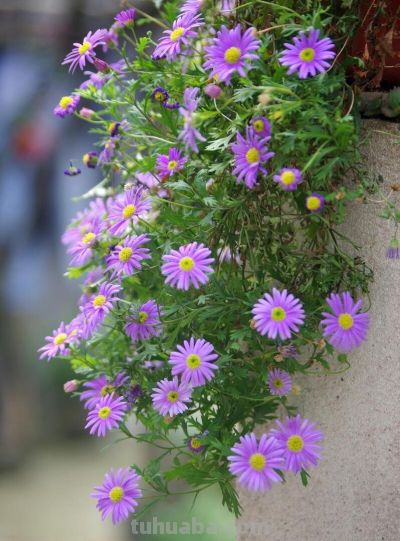 6种植物，一年四季都开花，适合家庭种植，看看你认识它们吗？ - 图画吧TUHUABA