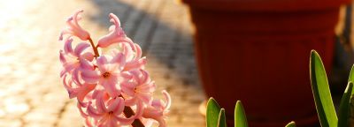 🌸 风信子核心花语 - 今日头条