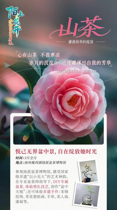 陌上花开｜十三场“花语”，遇见繁花似锦的自己 - 图画吧TUHUABA