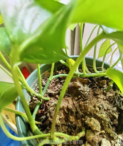 绿萝水培好还是土培好？时间已经给出了答案 - 图画吧TUHUABA