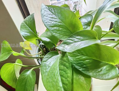 绿萝水培好还是土培好？时间已经给出了答案 - 图画吧TUHUABA