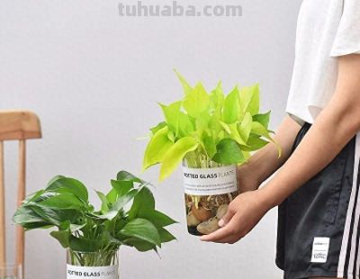 绿萝烂根了，虎尾兰晒蔫了，铜钱草越养越细。 - 今日头条