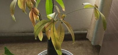 发财树老烂根，试试这样做，简单一招，起死回生！ - 今日头条