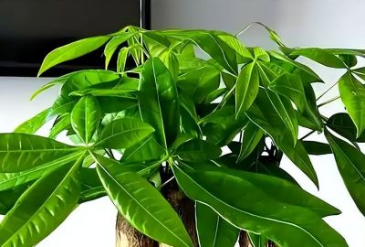 发财树老烂根，试试这样做，简单一招，起死回生！ - 图画吧TUHUABA