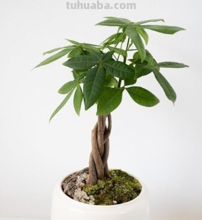 发财树开春：4件事一做反，直接烂根白养一年！90%花友都中招！ - 今日头条