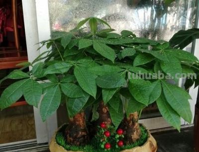 发财树光长个不长叶？咔嚓3刀变矮冬瓜，圆润又招财！ - 图画吧TUHUABA