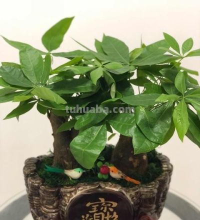 发财树光长个不长叶？咔嚓3刀变矮冬瓜，圆润又招财！ - 图画吧TUHUABA