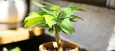 发财树施肥难题，最佳肥料揭秘，绿植茁壮有秘籍！ - 今日头条