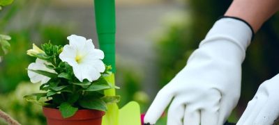 发财树施肥难题，最佳肥料揭秘，绿植茁壮有秘籍！ - 图画吧TUHUABA