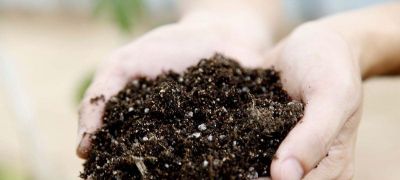 发财树施肥难题，最佳肥料揭秘，绿植茁壮有秘籍！ - 图画吧TUHUABA