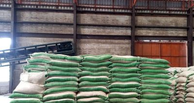 发财树施肥难题，最佳肥料揭秘，绿植茁壮有秘籍！ - 图画吧TUHUABA