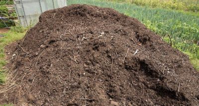 发财树施肥难题，最佳肥料揭秘，绿植茁壮有秘籍！ - 图画吧TUHUABA