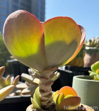 这两个品种的多肉夏天超级丑，可我却选择准备大量繁殖它们！ - 图画吧TUHUABA