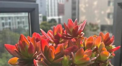 这两个品种的多肉夏天超级丑，可我却选择准备大量繁殖它们！ - 图画吧TUHUABA