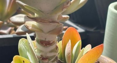 这两个品种的多肉夏天超级丑，可我却选择准备大量繁殖它们！ - 图画吧TUHUABA