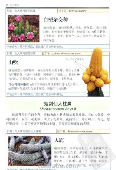 《多肉植物》04 - 图画吧TUHUABA