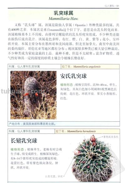 《多肉植物》04 - 图画吧TUHUABA